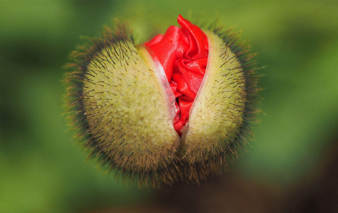 PCOD : Frequently Asked Questions